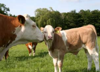 Milchkuh und ihr Kalb auf einer Weide